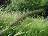 Hordeum bulbosum