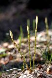 Equisetum pratense