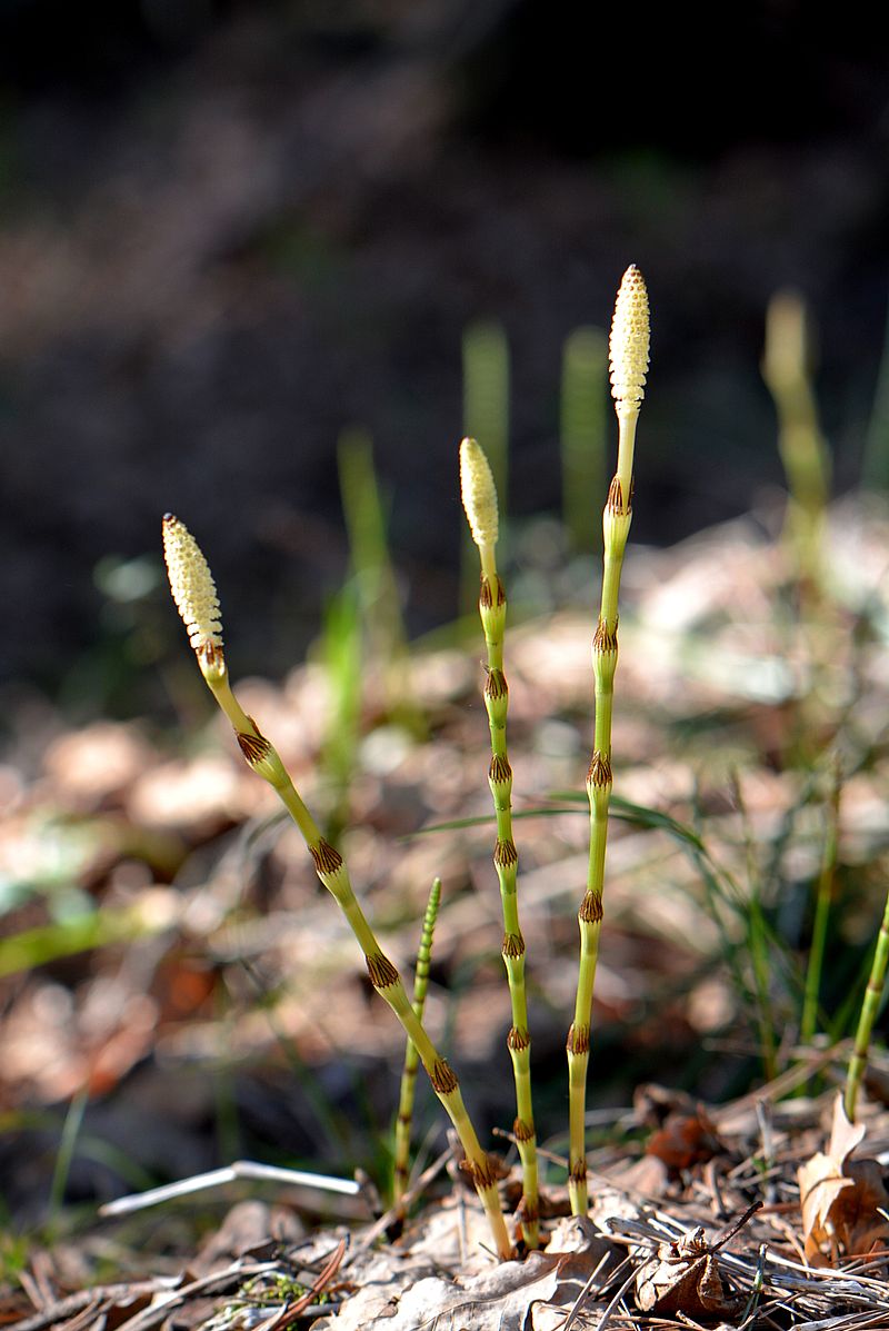 Изображение особи Equisetum pratense.