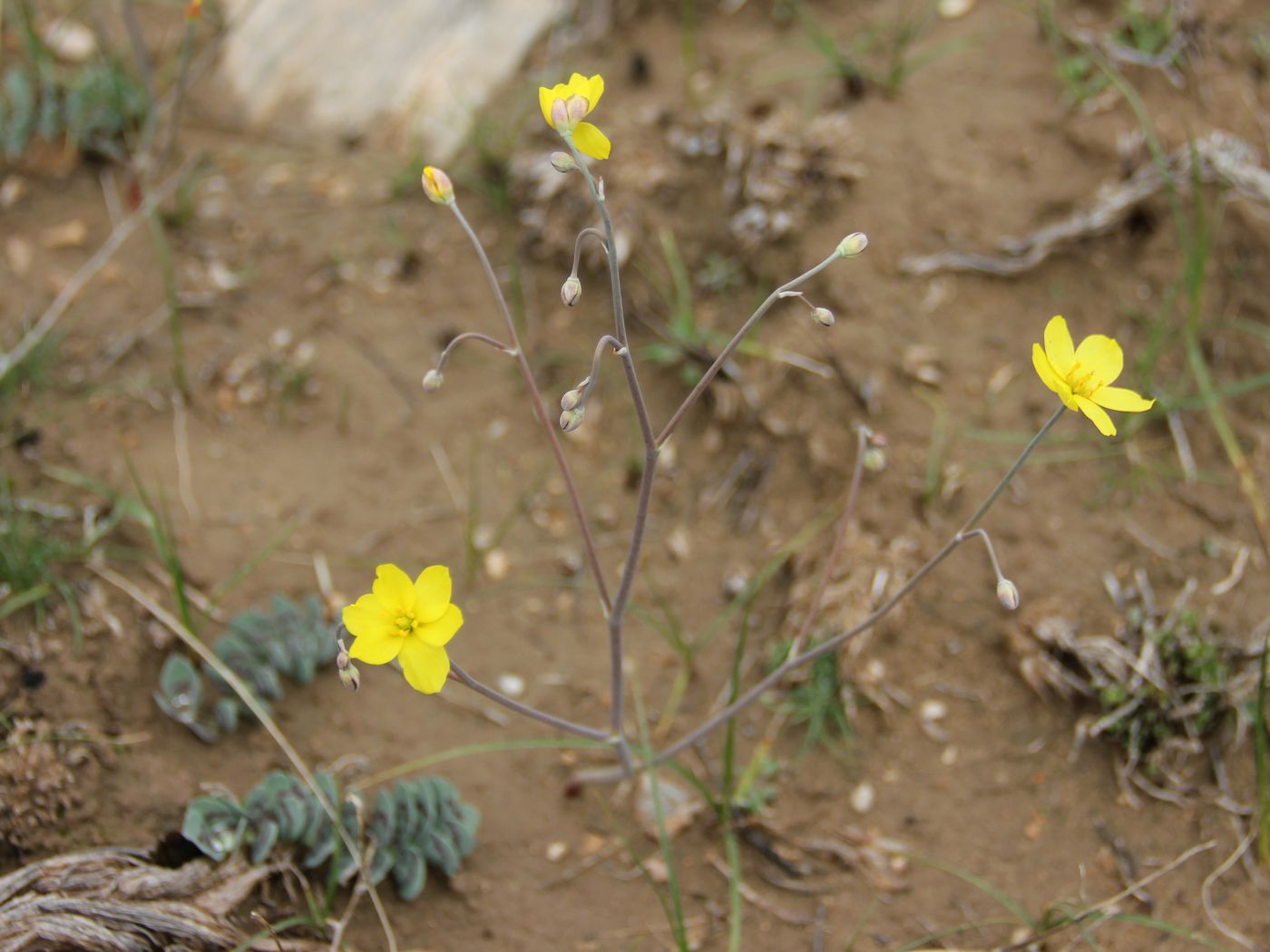 Изображение особи Bongardia chrysogonum.