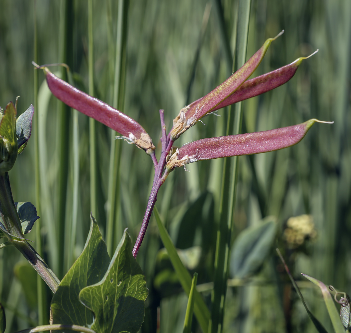 Изображение особи Lathyrus pisiformis.