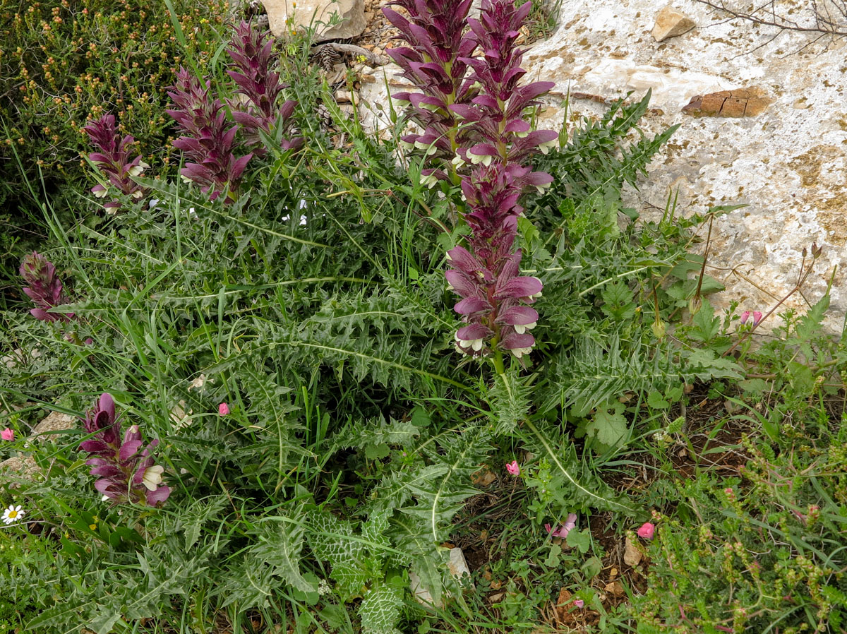 Изображение особи Acanthus syriacus.