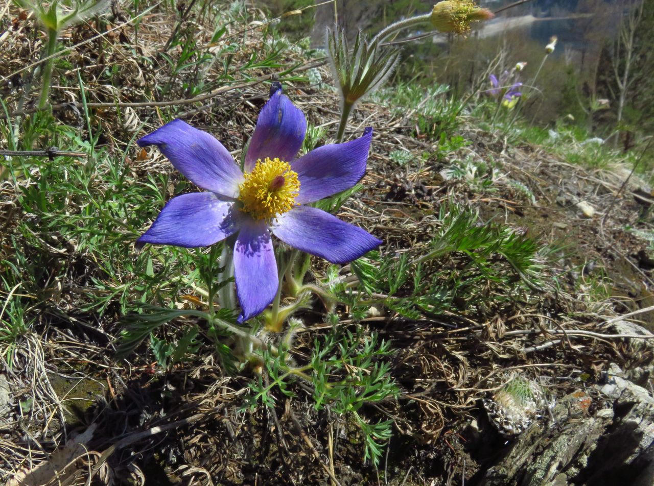 Изображение особи Pulsatilla turczaninovii.