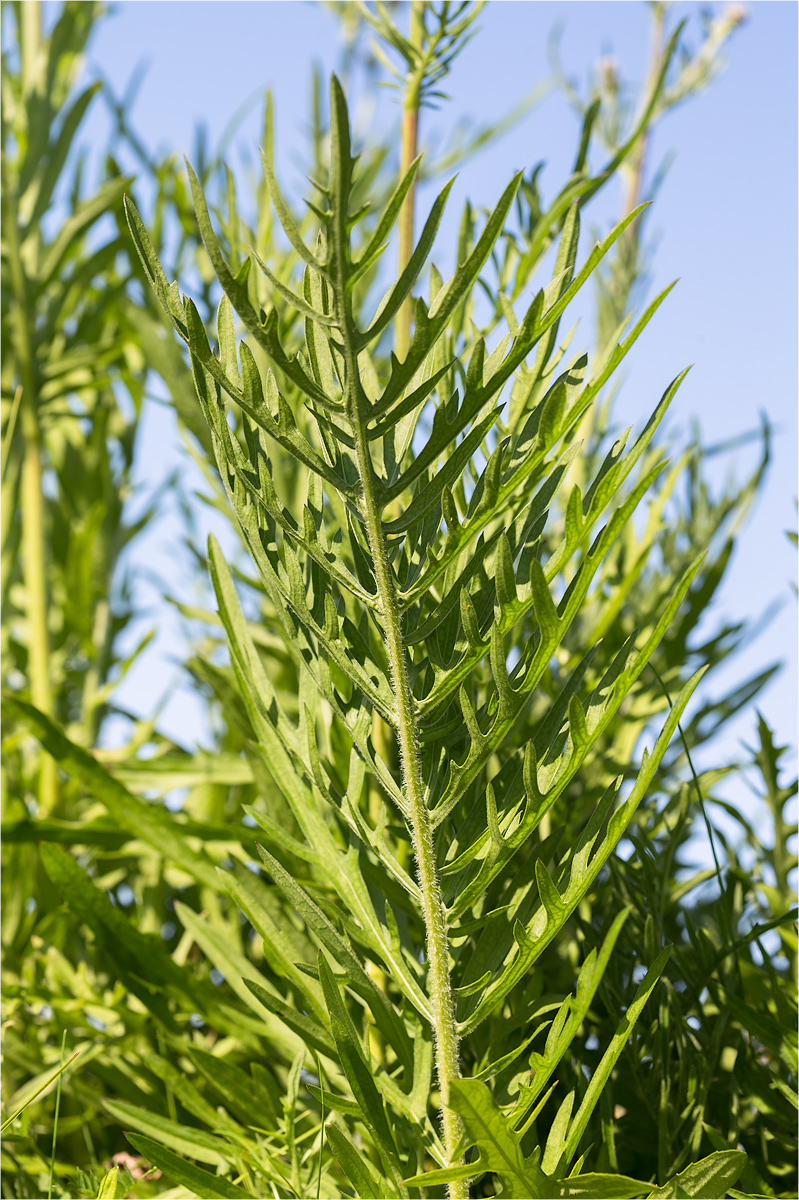 Image of Centaurea scabiosa specimen.