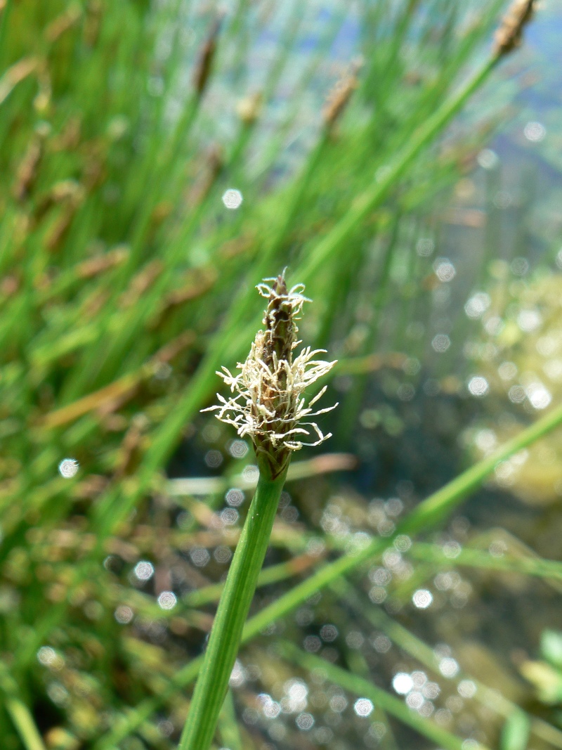 Image of Eleocharis palustris specimen.