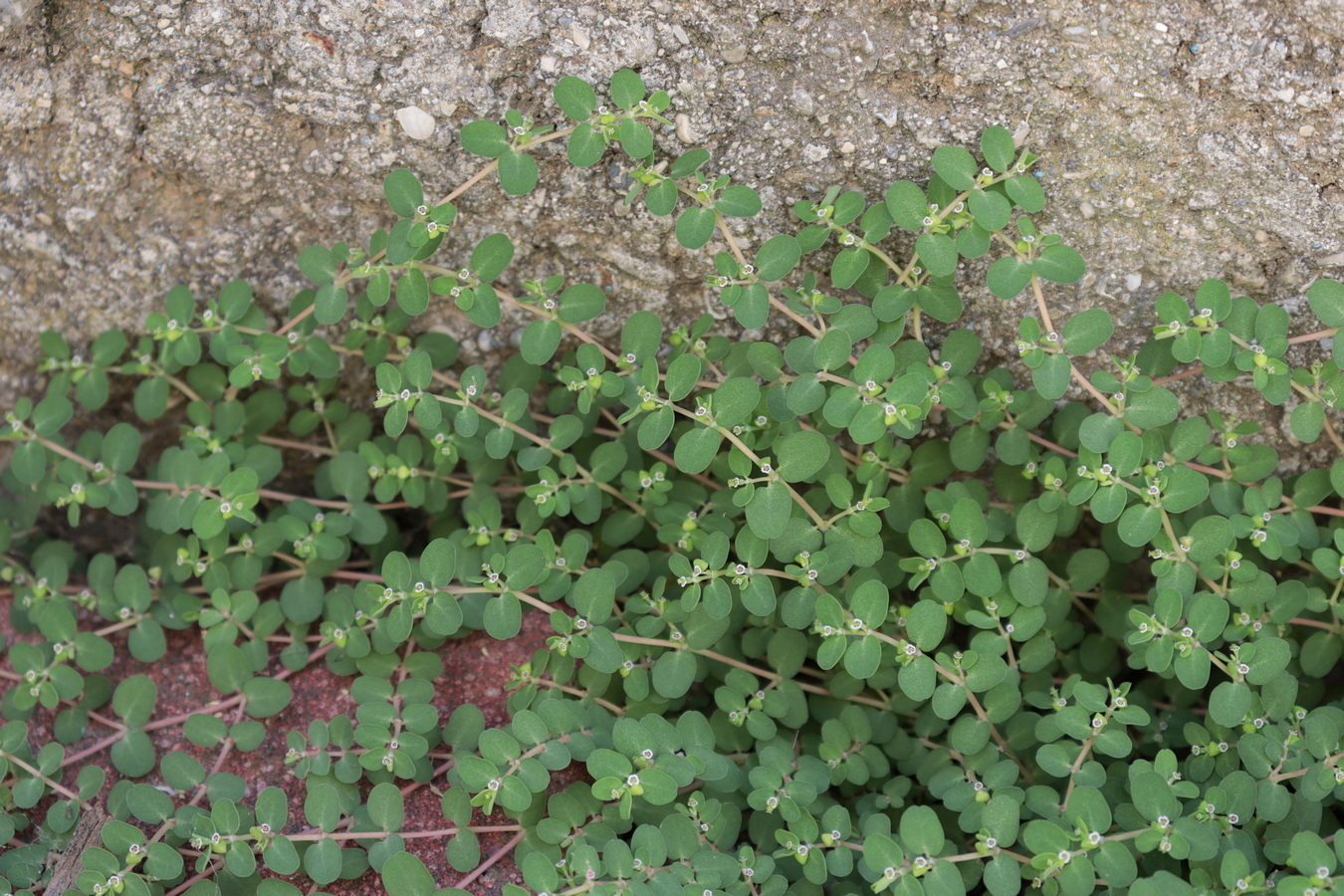 Image of Euphorbia serpens specimen.