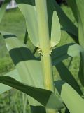 Arundo donax