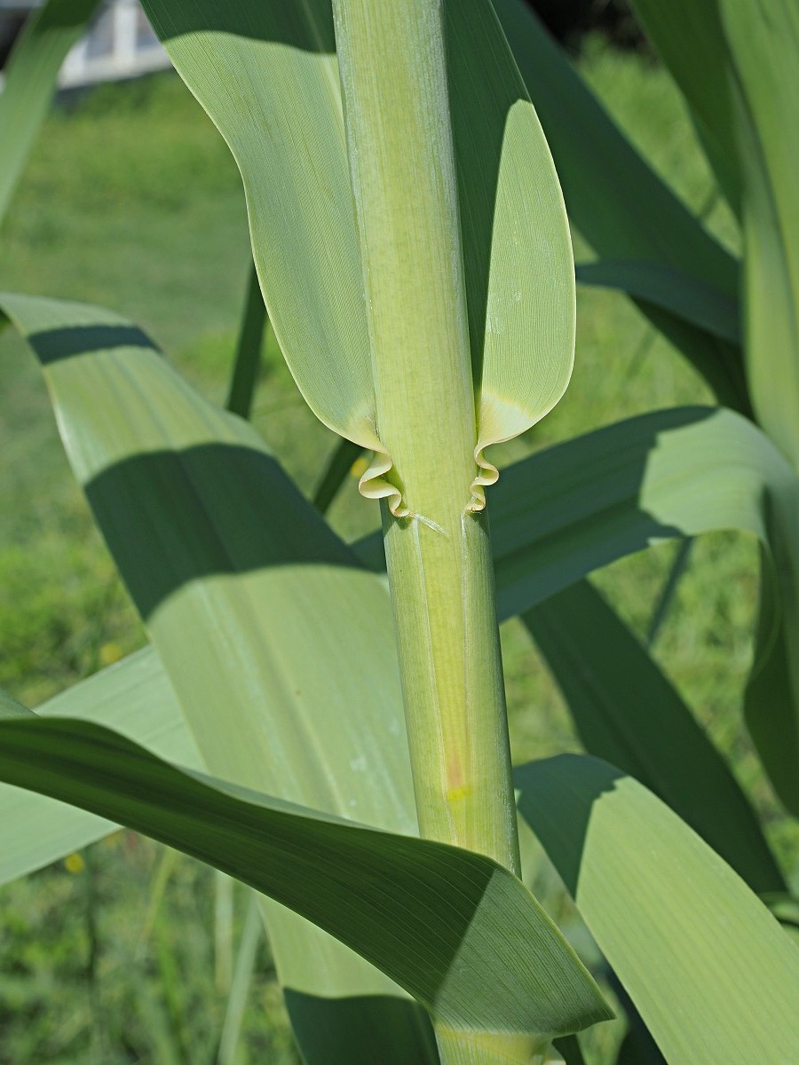 Image of Arundo donax specimen.