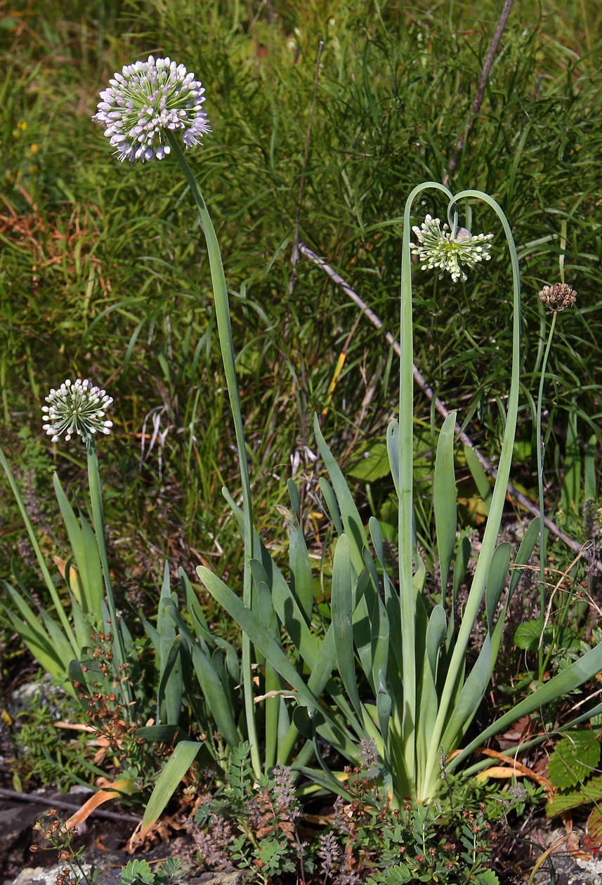 Image of Allium nutans specimen.