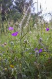 Trifolium angustifolium