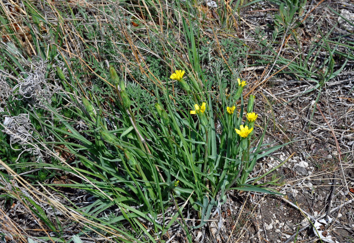 Image of Scorzonera austriaca specimen.