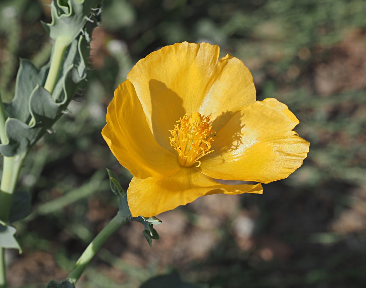 Изображение особи Glaucium flavum.