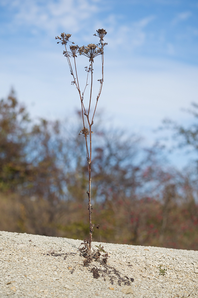 Image of Laserpitium hispidum specimen.