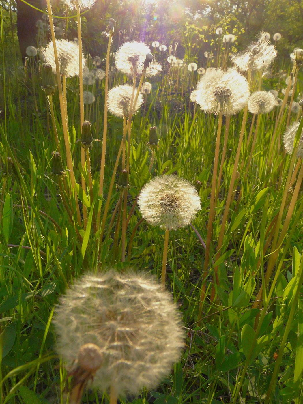 Image of Taraxacum officinale specimen.