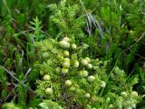 Juniperus sibirica. Верхушка ветки с незрелыми шишкоягодами. Камчатский край, Елизовский район, природный парк \"Вулканы Камчатки\", кордон Семёновский, сухая тундра. 09.07.2009.