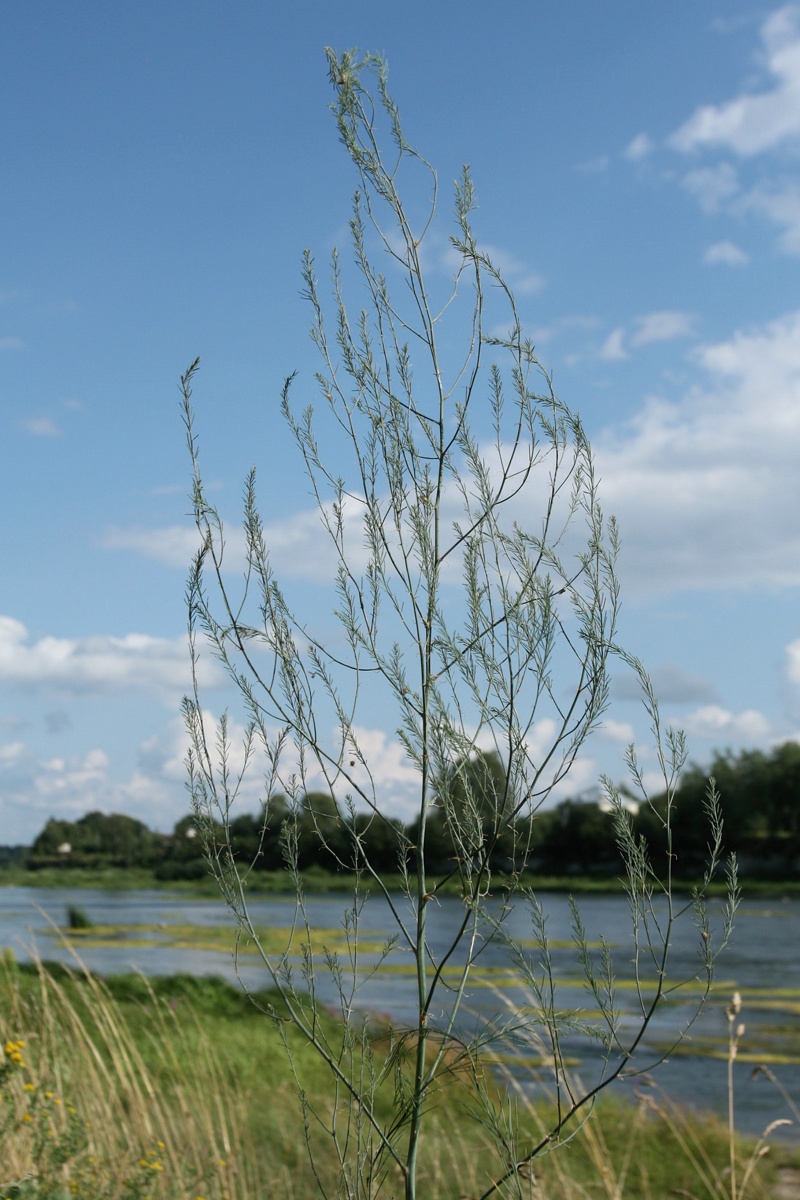 Image of Asparagus officinalis specimen.