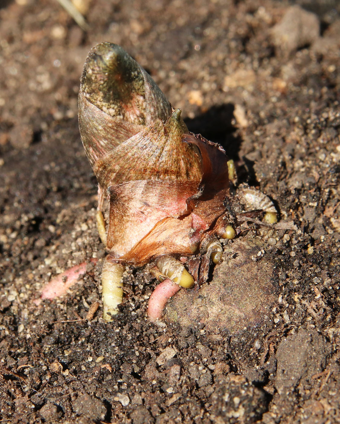 Image of Amorphophallus konjac specimen.