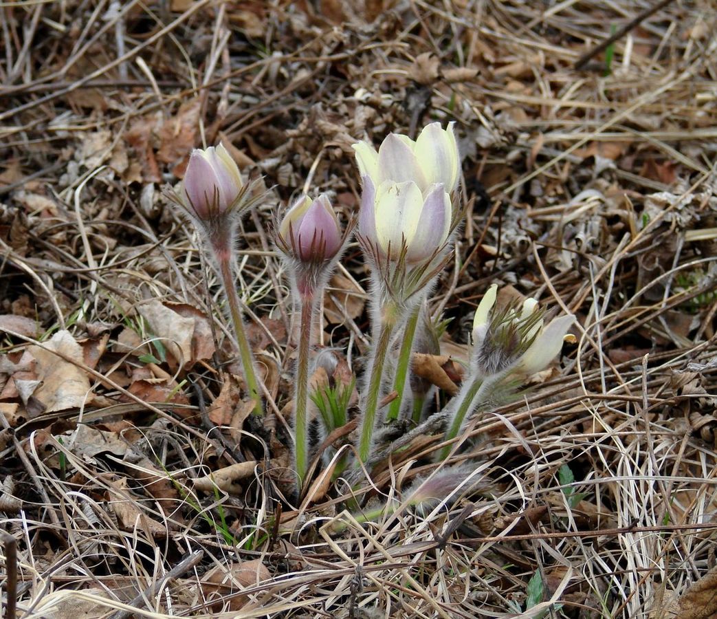 Image of Pulsatilla orientali-sibirica specimen.