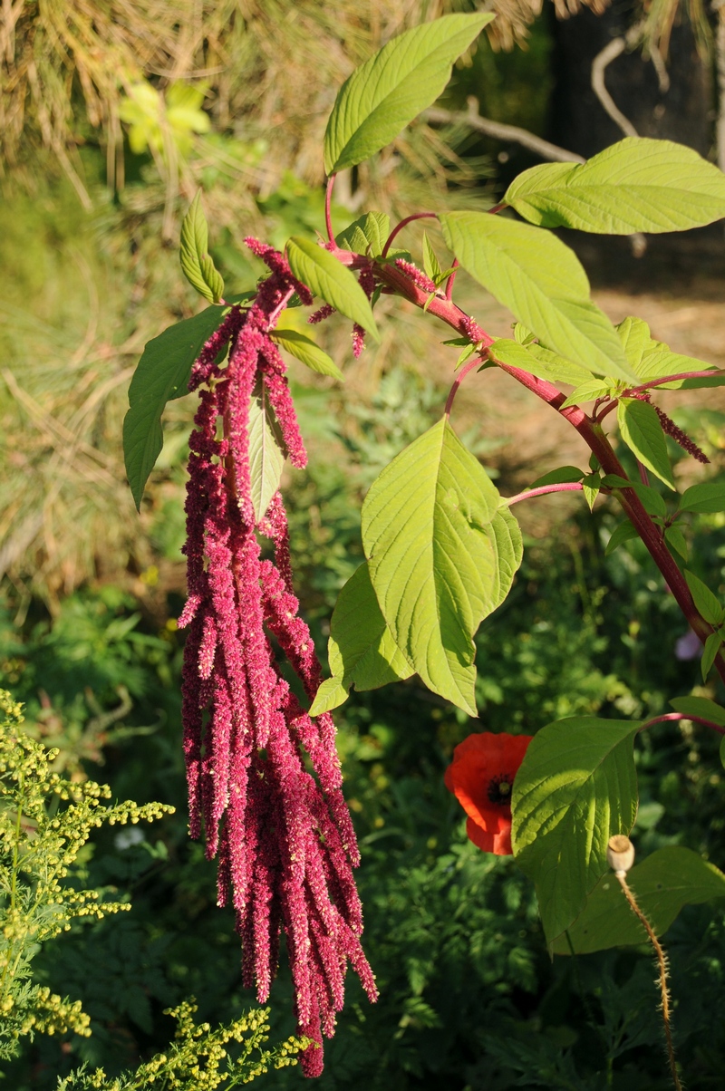 Image of Amaranthus caudatus specimen.