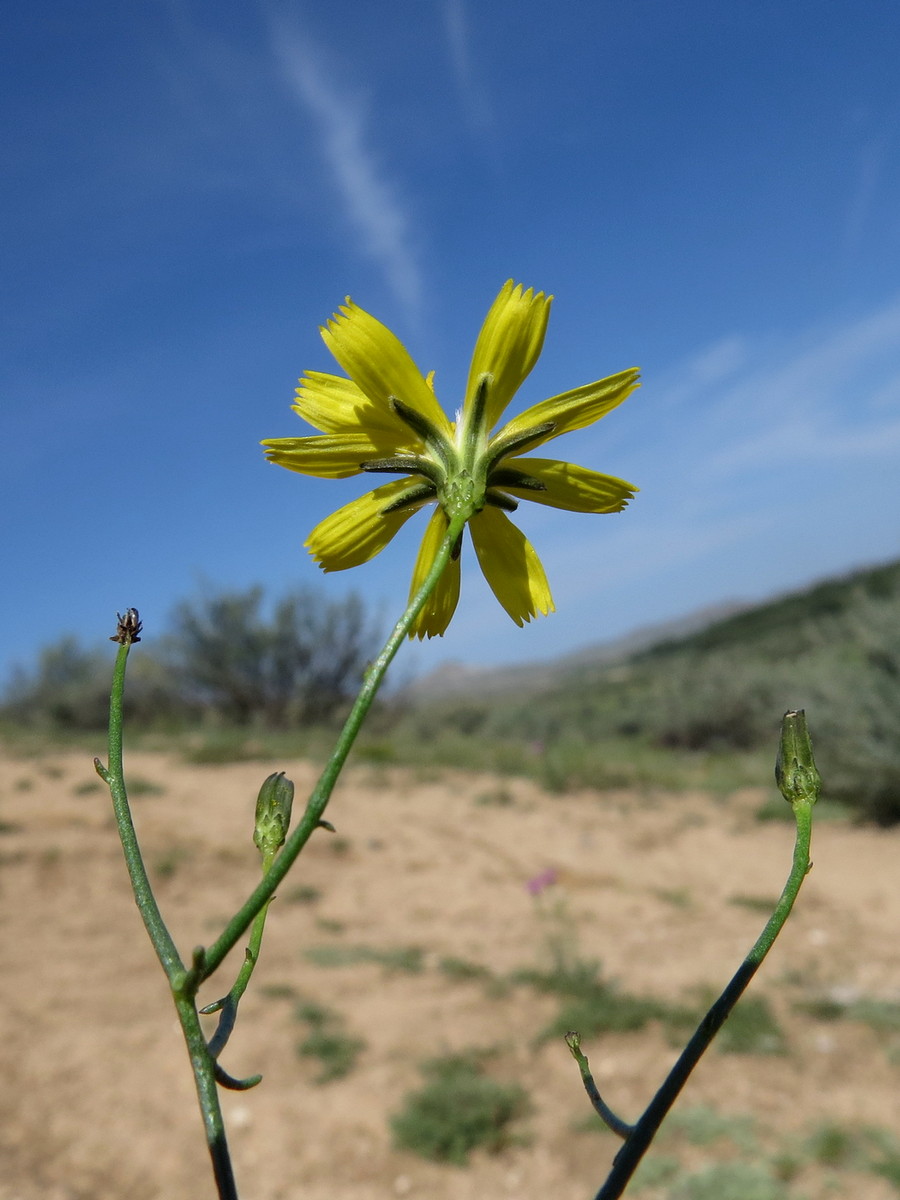 Image of Youngia akagii specimen.