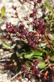 Micranthes melaleuca