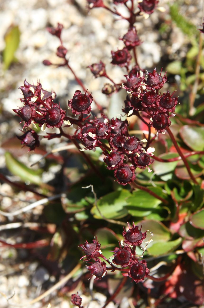 Image of Micranthes melaleuca specimen.