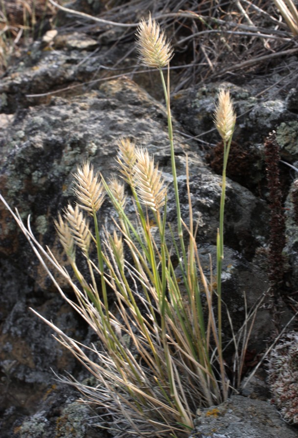 Image of Agropyron kazachstanicum specimen.