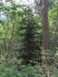 Picea orientalis. Молодое дерево. Северная Осетия, Алагирский р-н, долина р. Цеядон, ок. 2000 м н.у.м., лес. 31.07.2021.