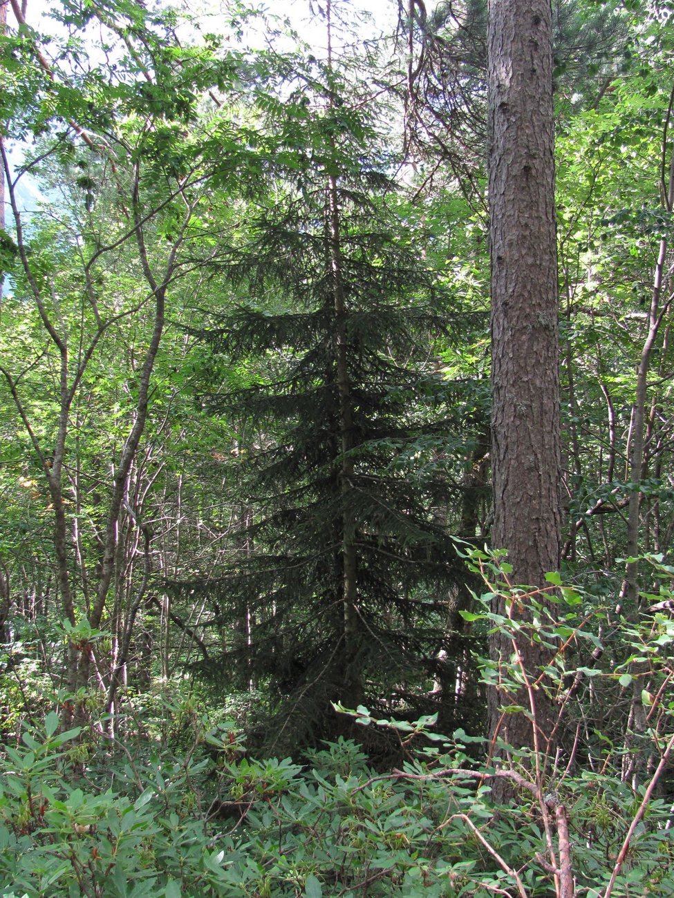 Image of Picea orientalis specimen.