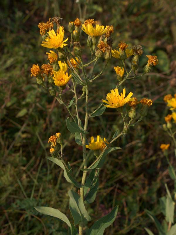 Изображение особи Hieracium virosum.