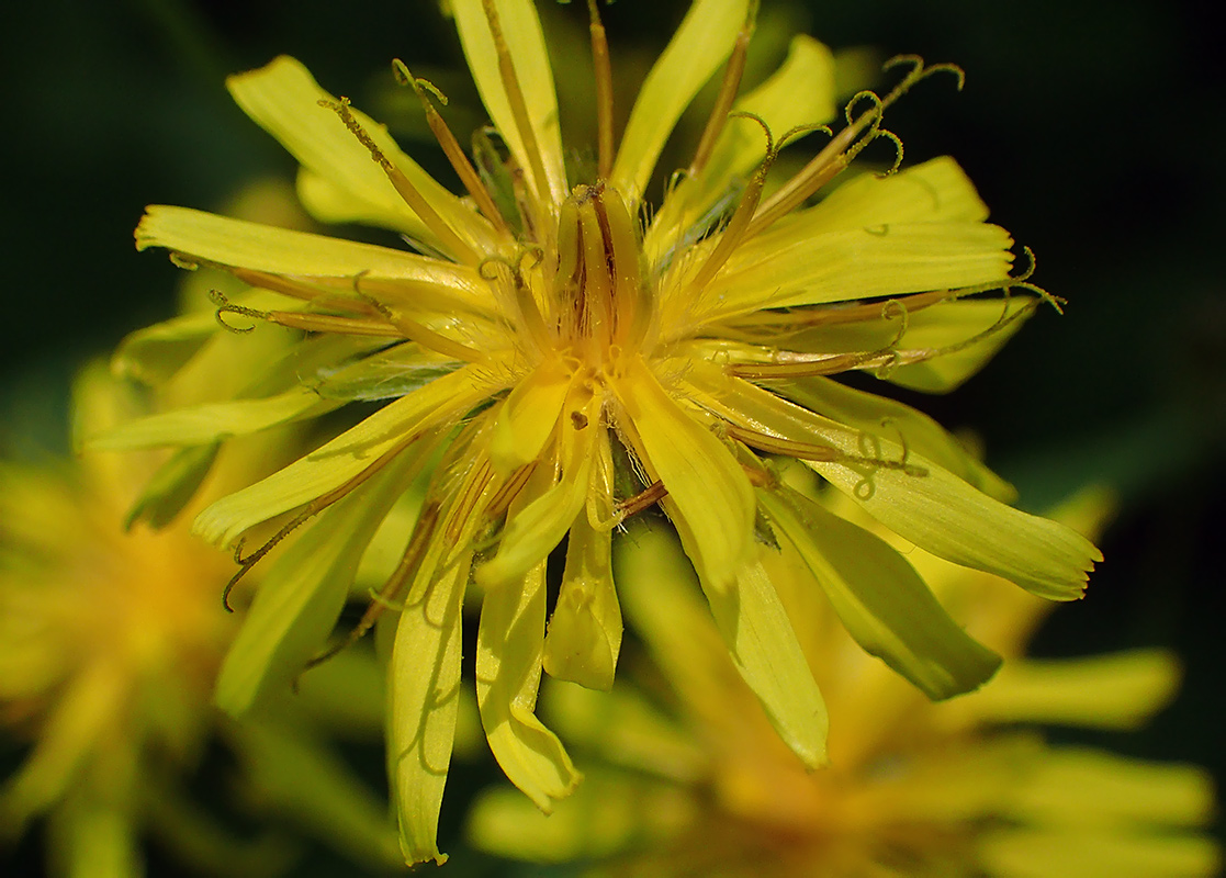 Image of Crepis paludosa specimen.