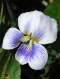 Viola sororia