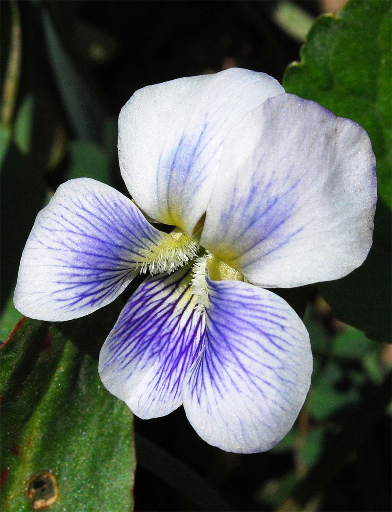 Image of Viola sororia specimen.