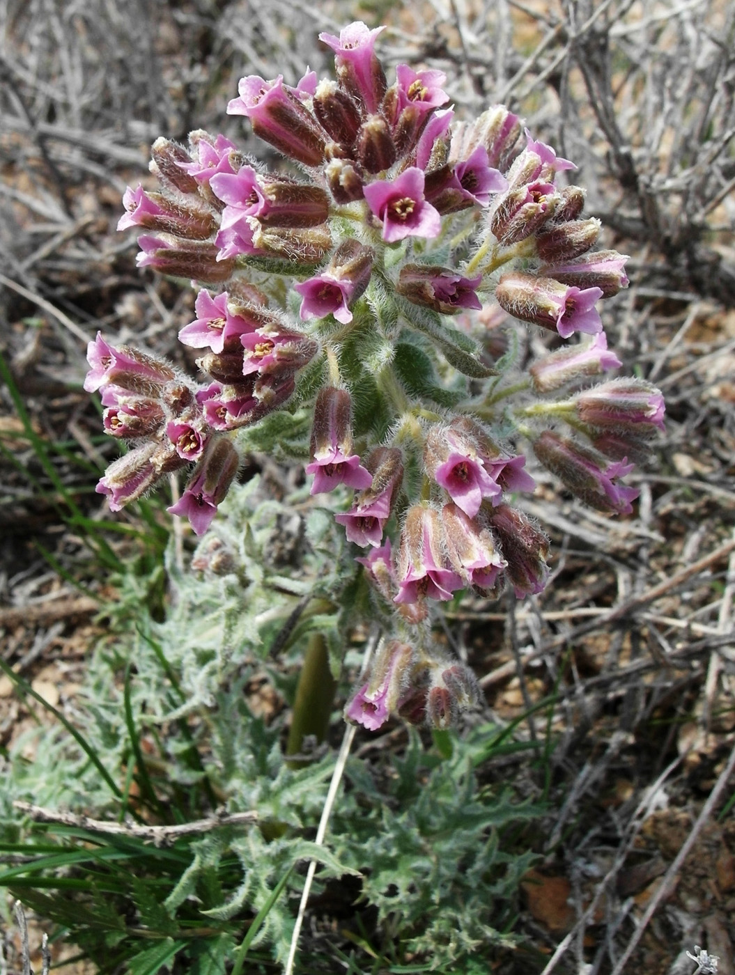 Image of Megacarpaea megalocarpa specimen.