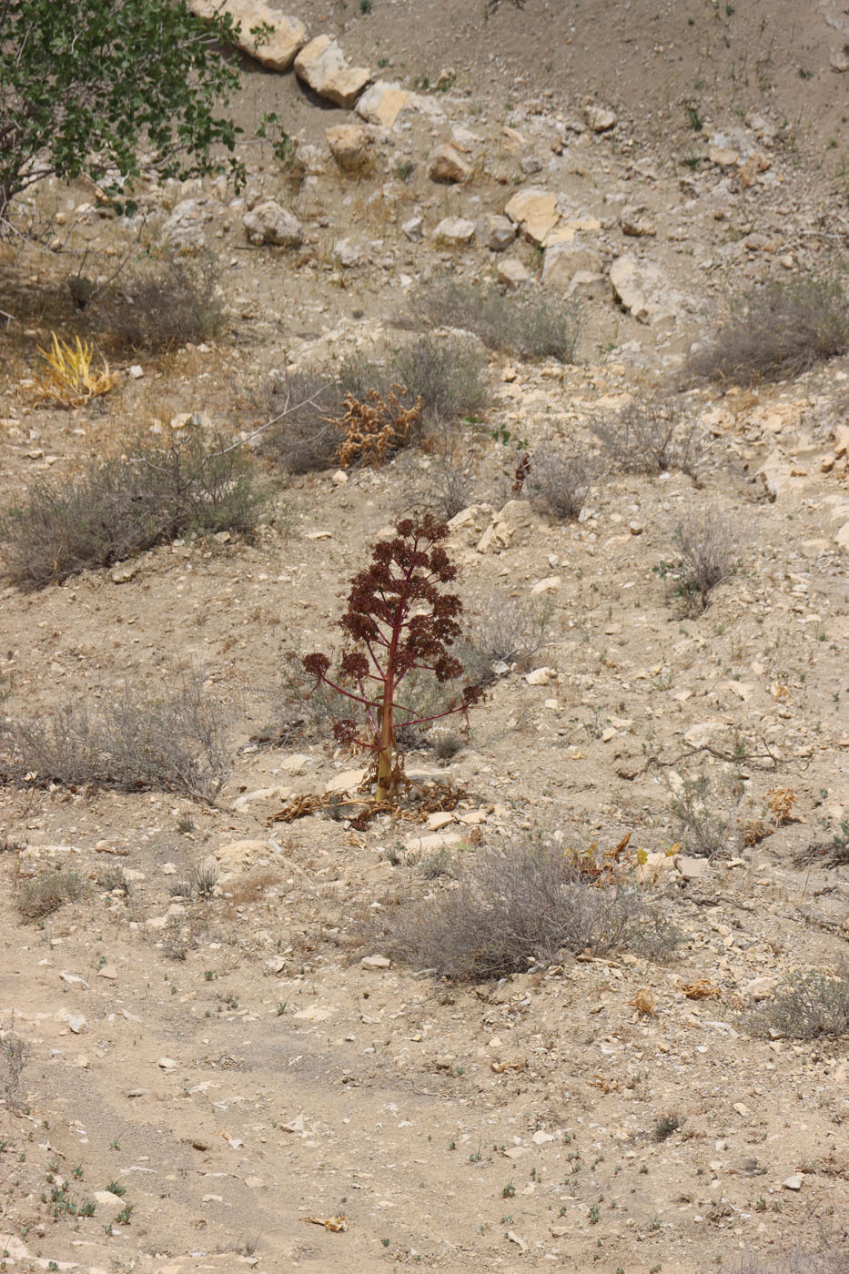 Image of Ferula tadshikorum specimen.