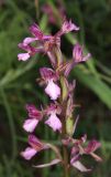 Anacamptis &times; gennarii nothosubsp. orientecaucasica