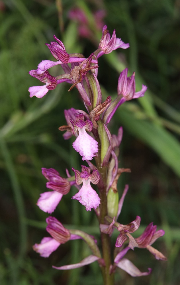 Изображение особи Anacamptis &times; gennarii nothosubsp. orientecaucasica.