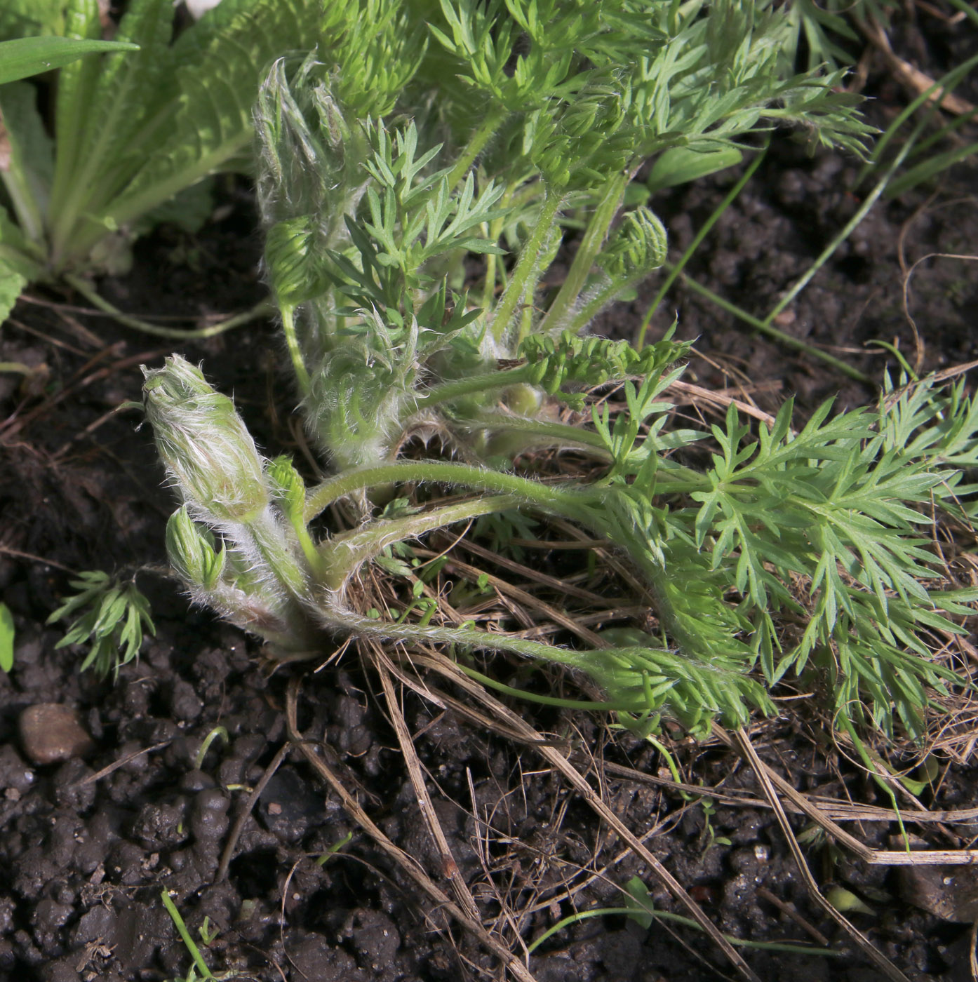 Image of Pulsatilla regeliana specimen.