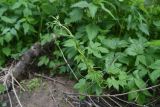 Humulus lupulus. Побеги. Калужская обл., Боровский р-н, правый берег р. Руть в 300 м выше дер. Семичёво. 4 июня 2022 г.