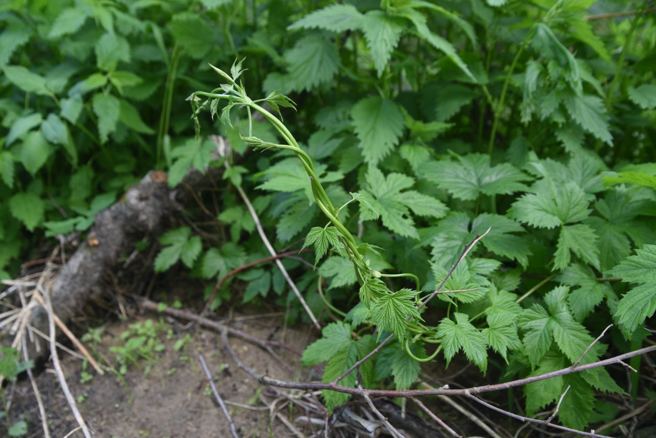 Изображение особи Humulus lupulus.