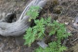 Artemisia gmelinii. Вегетирующее растение. Республика Алтай, Улаганский р-н, правый берег р. Чульча чуть ниже острова около водопада Учар, на склоне возле тропы. 7 августа 2020 г.