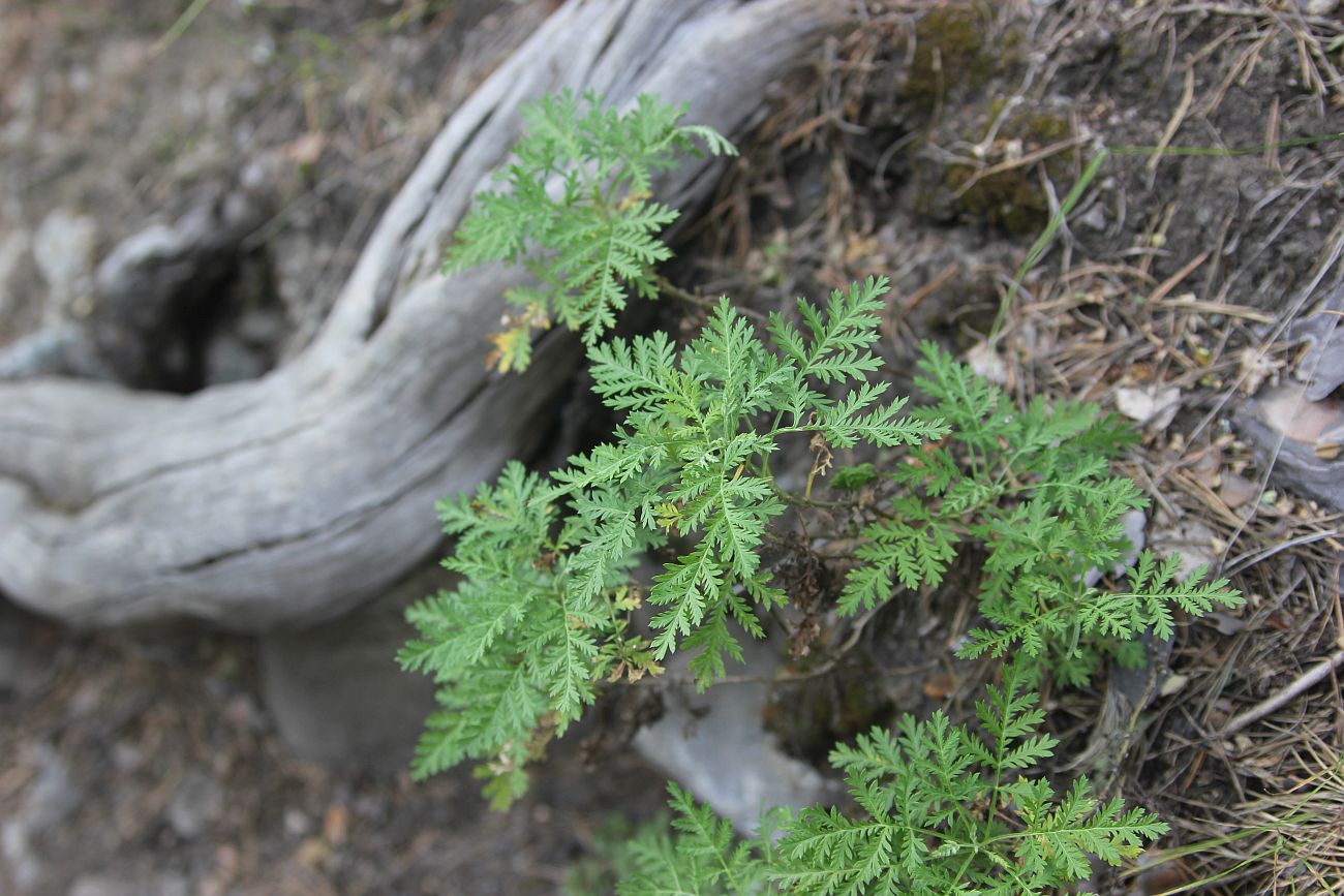 Image of Artemisia gmelinii specimen.