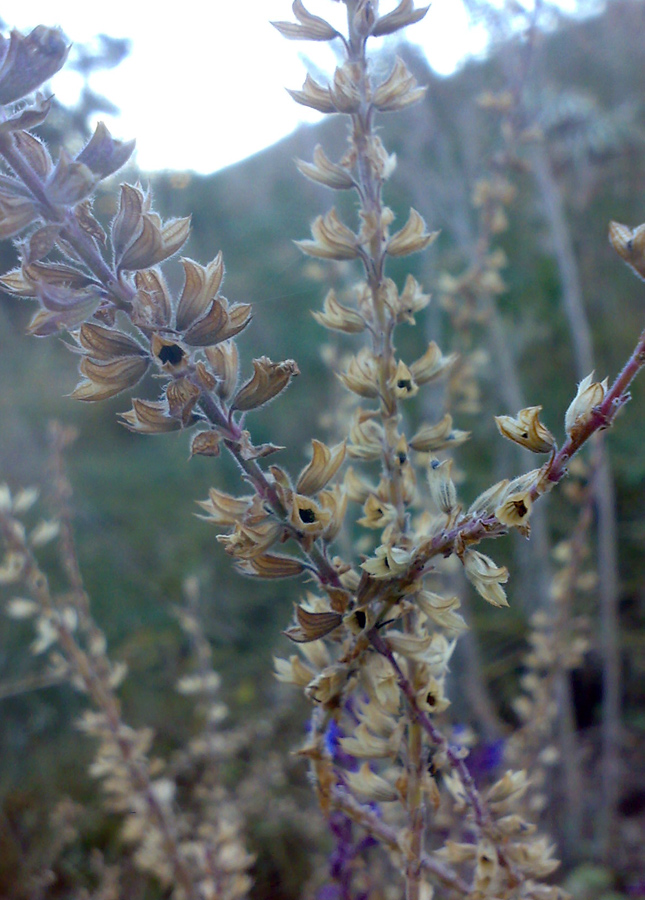 Изображение особи Salvia deserta.