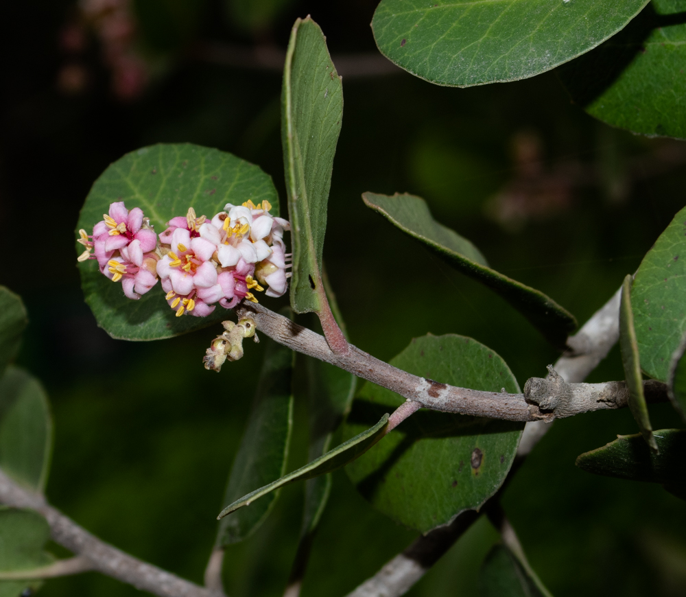 Image of Rhus integrifolia specimen.