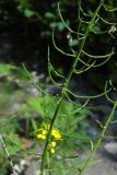 Erysimum aureum