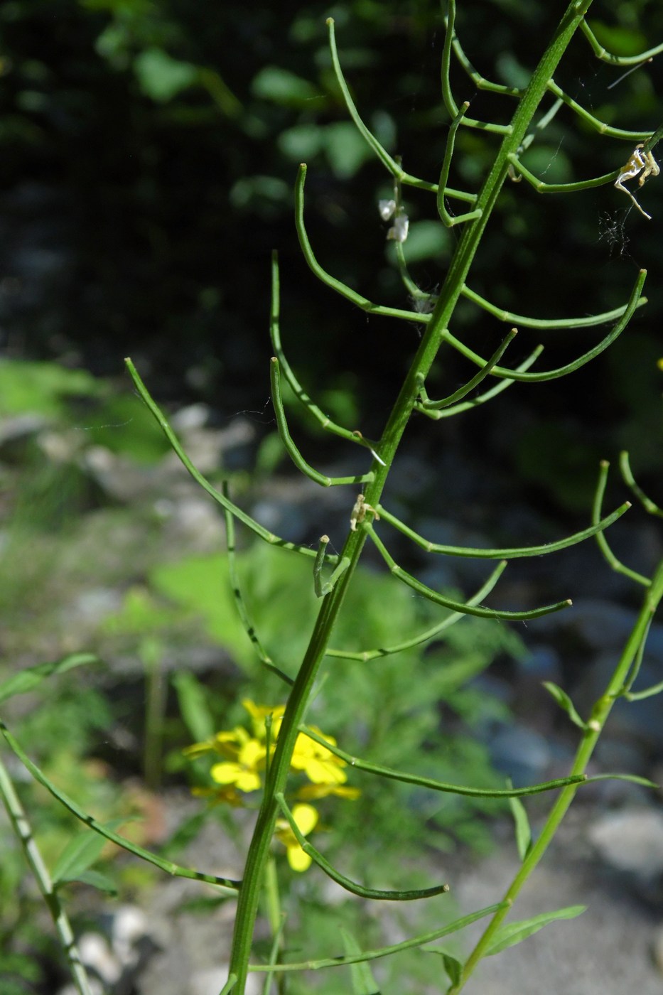 Image of Erysimum aureum specimen.