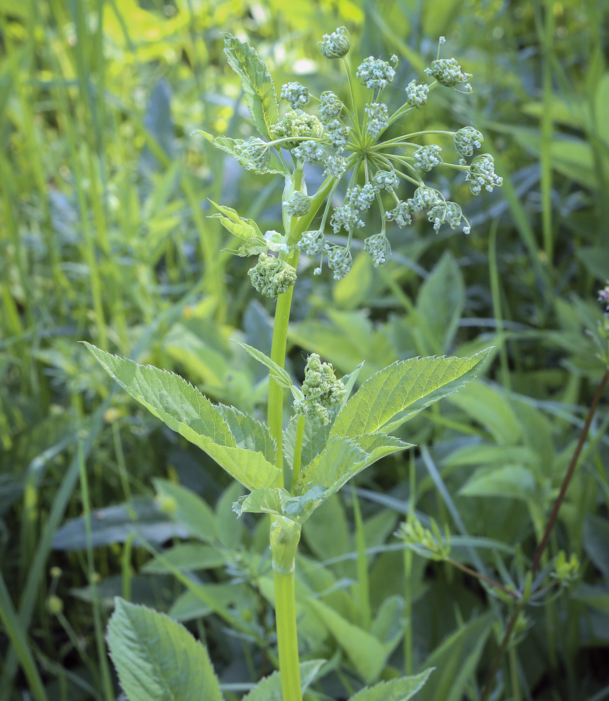 Image of Aegopodium podagraria specimen.