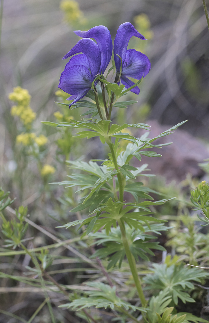 Изображение особи Aconitum cymbulatum.