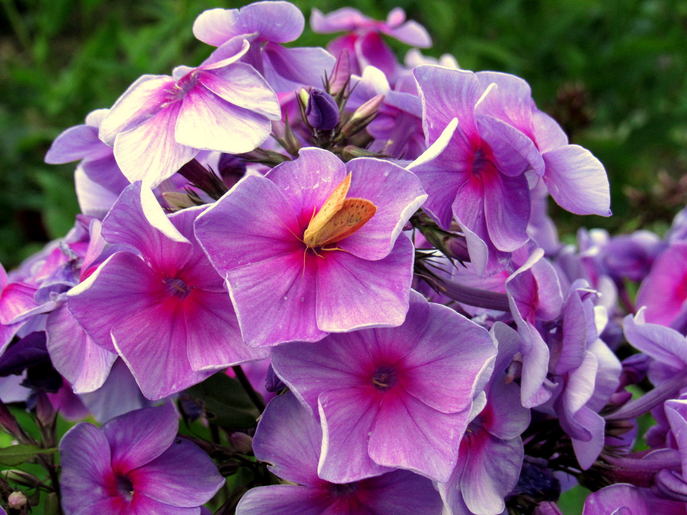 Image of Phlox paniculata specimen.