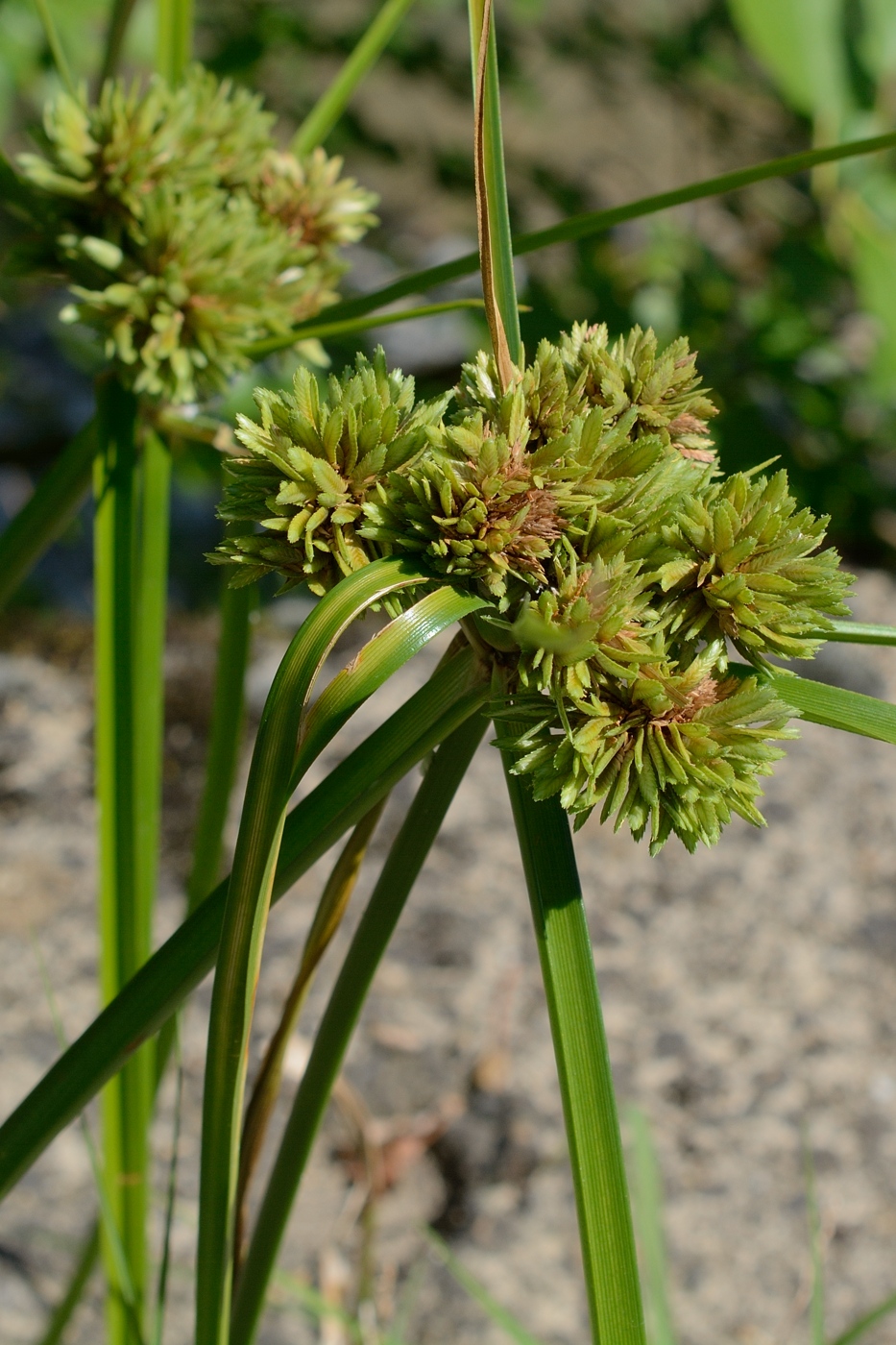 Изображение особи Cyperus eragrostis.